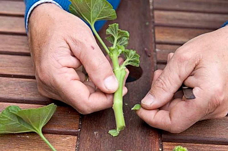 Как черенковать герань