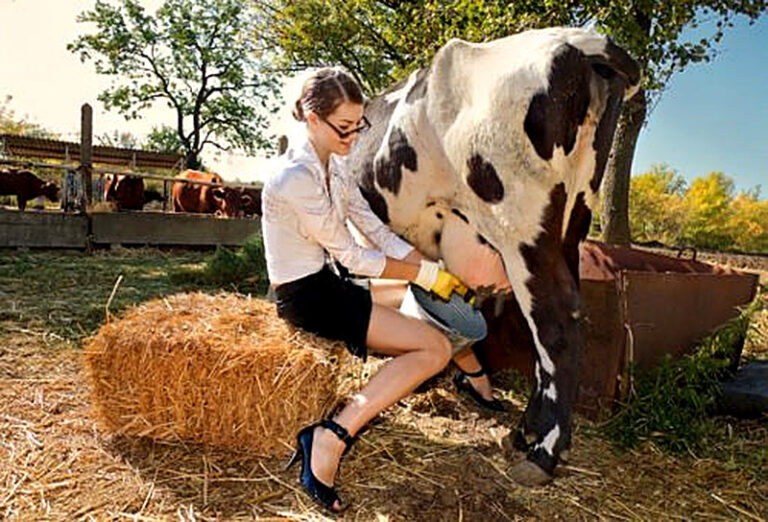Как доить корову руками