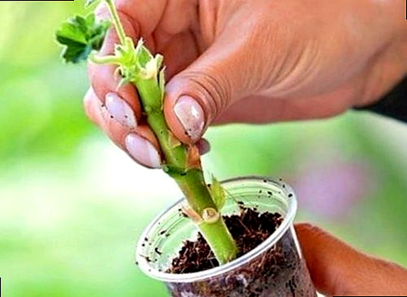 Как размножить герань черенками в домашних условиях