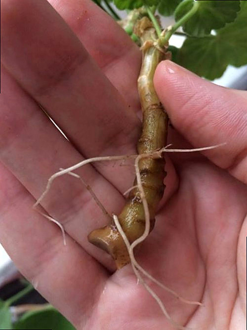 Как укоренить черенки герани