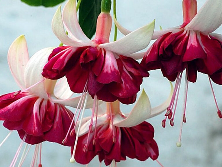 Купить семена фуксии в интернет магазине