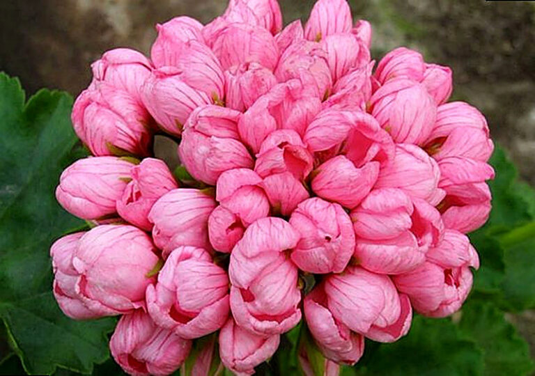 Купить семена пеларгонии тюльпановидной в интернет магазине