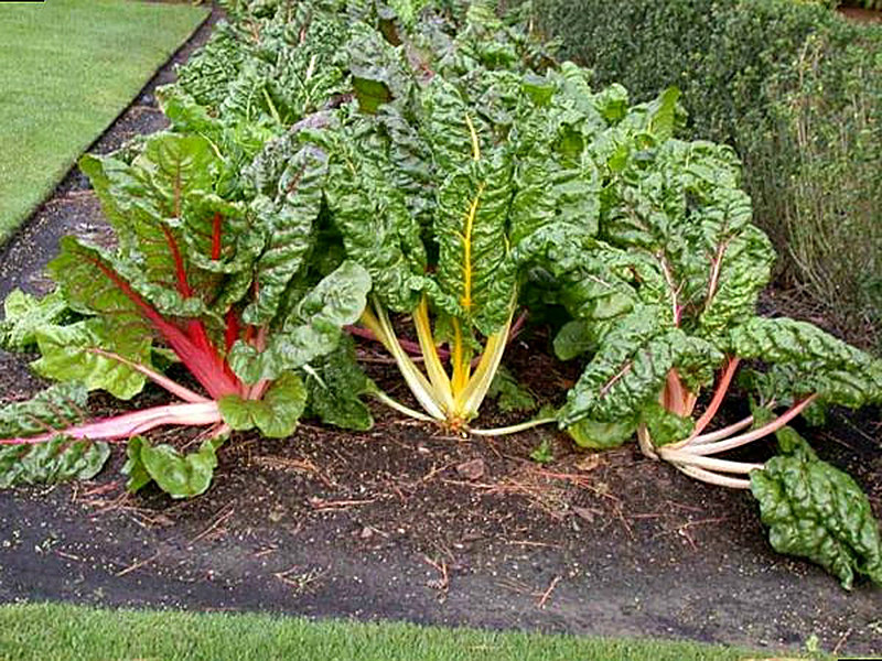 Листовая свекла