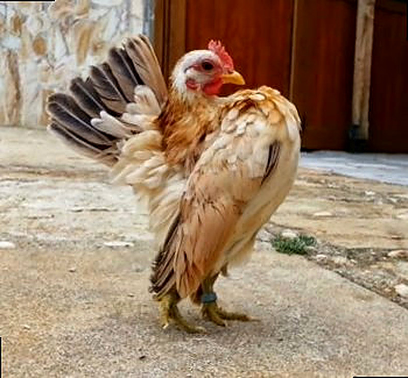 Малазийская Серама