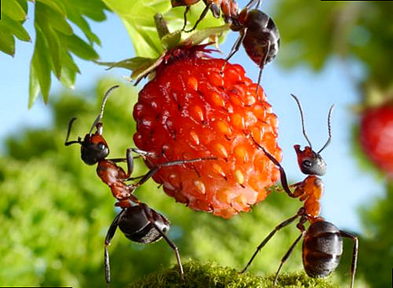 Муравьи на клубнике как избавиться