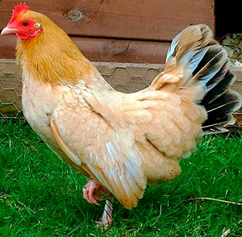 Нанкинские Бентамки