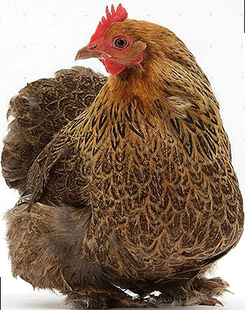 Пекинские Бентамки