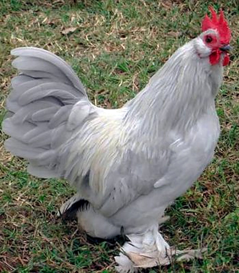 Пероногие Бентамки