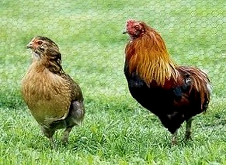 Порода кур Араукана