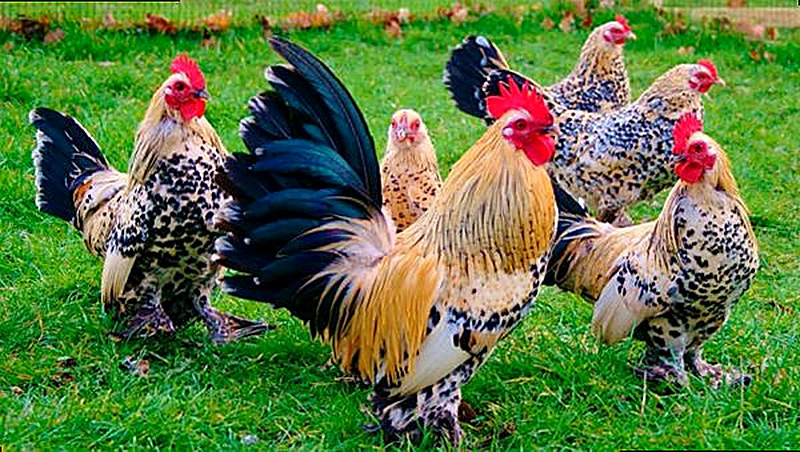 Порода кур Бентамки