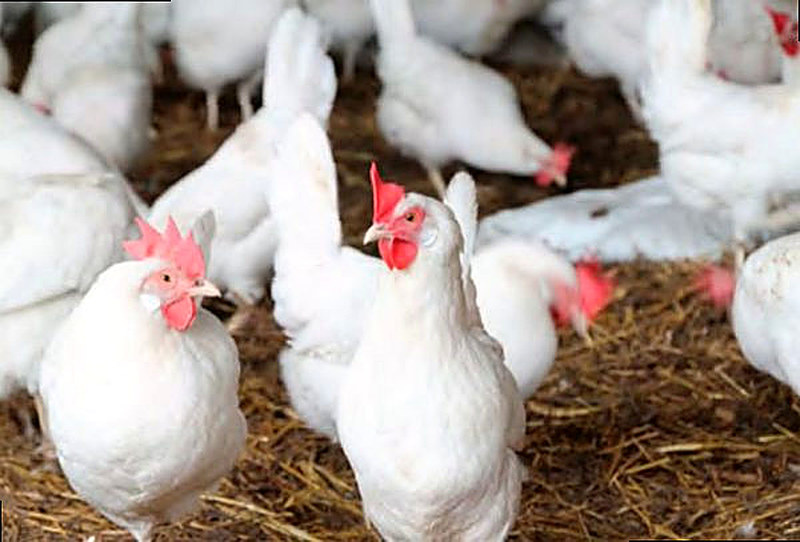 Порода кур Хайсекс Уайт