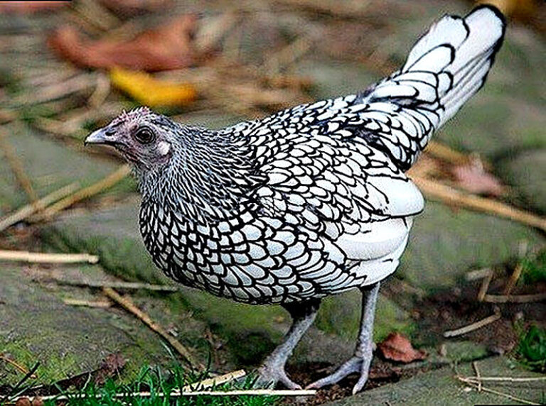 Порода кур Сибрайт