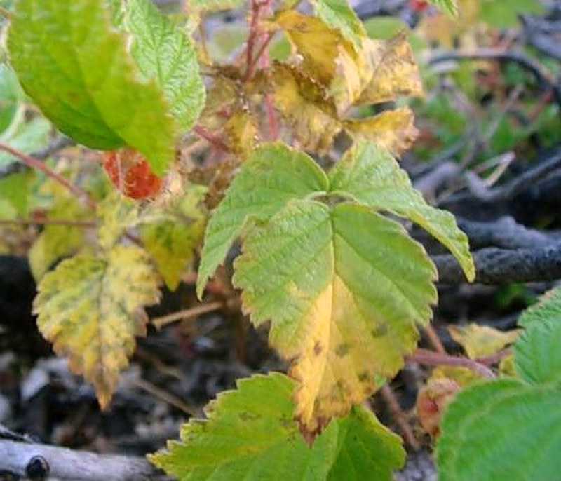 Пожелтели листья клубники что делать