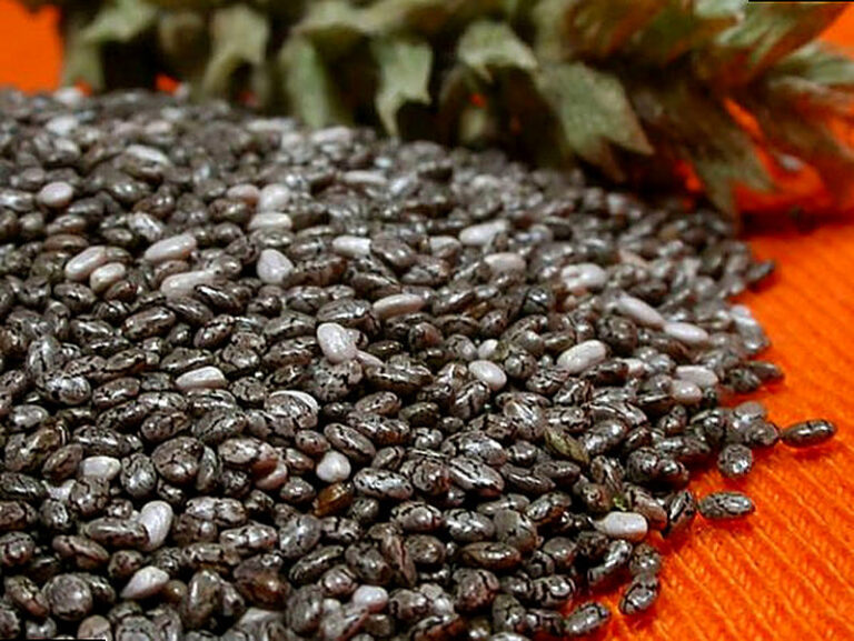 Семена чиа для похудения как принимать