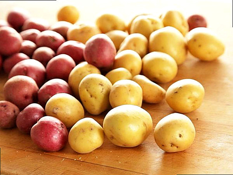 Семенной картофель купить в интернет магазине