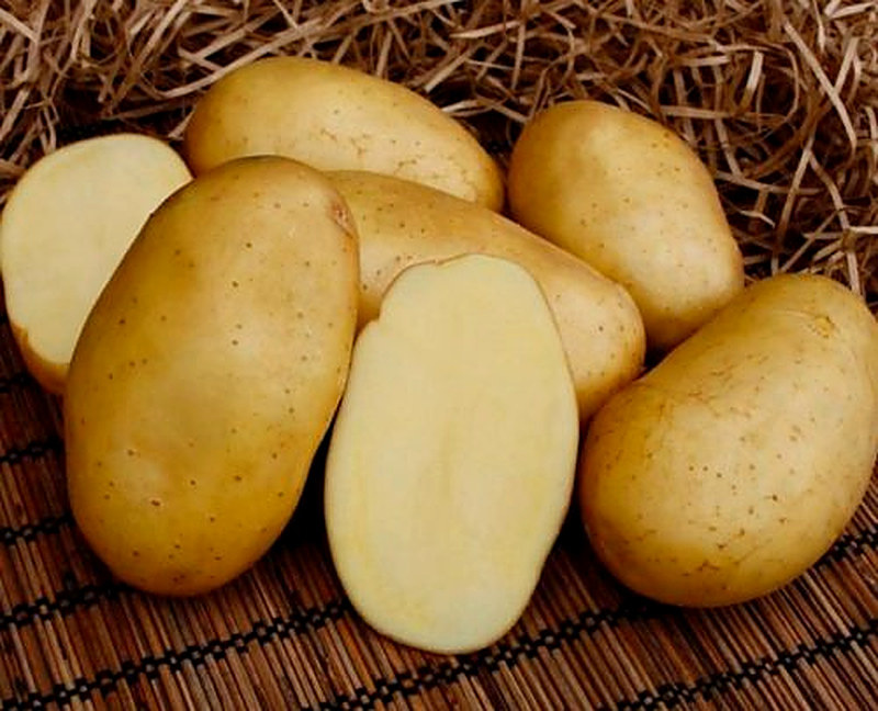 Сорт картофеля Фелокс