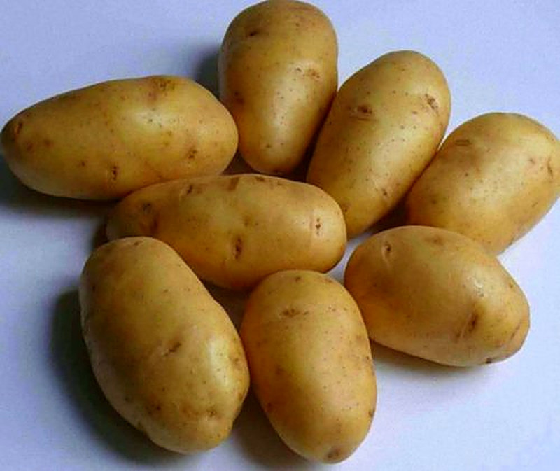 Сорт картофеля Импала