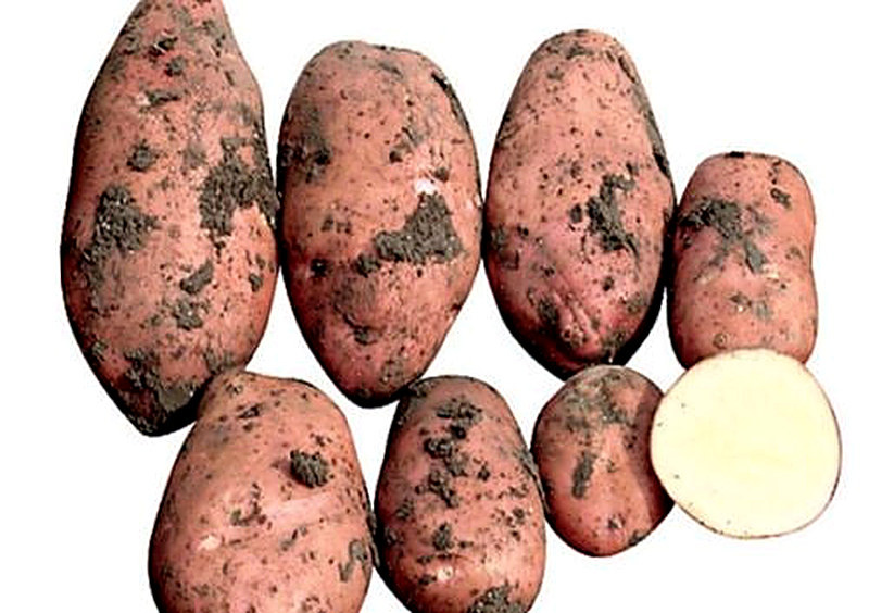 Сорт картофеля Кондор