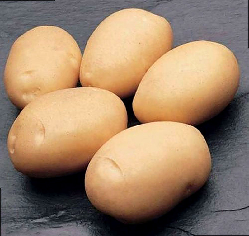 Сорт картофеля Латона