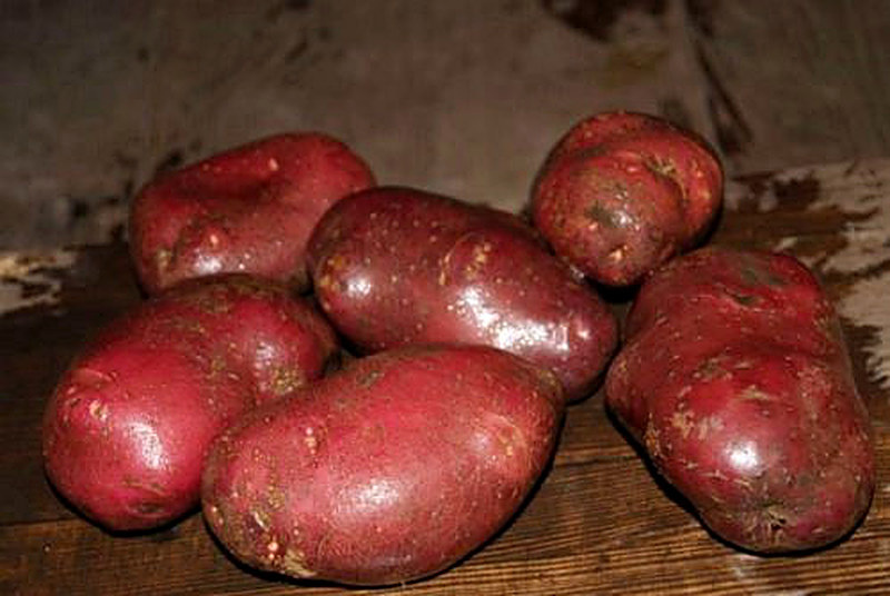 Сорт картофеля Роко