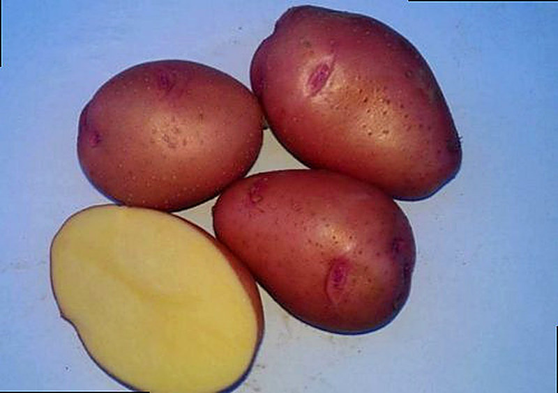 Сорт картофеля Розара