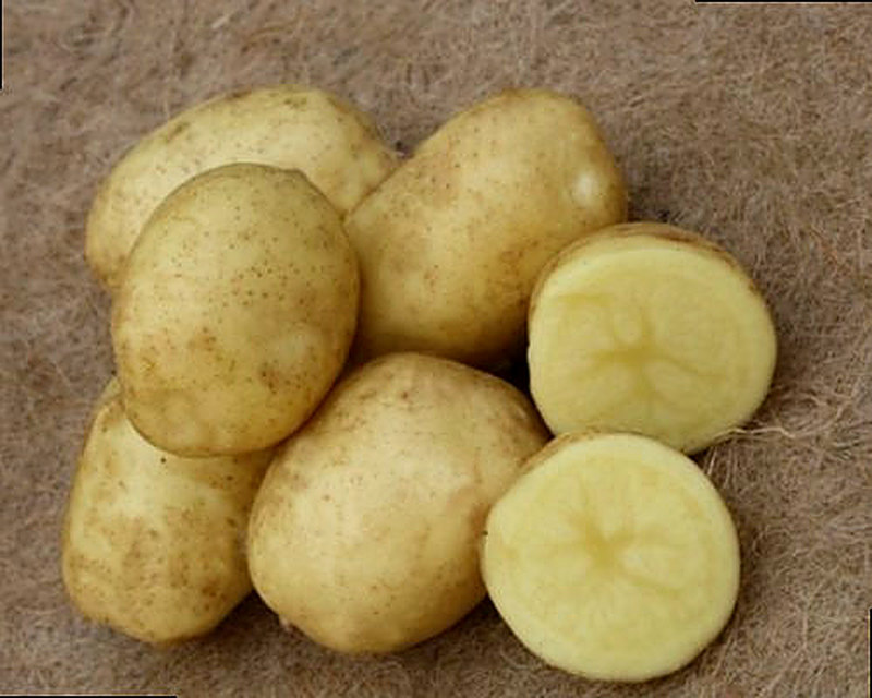 Сорт картофеля Спринт