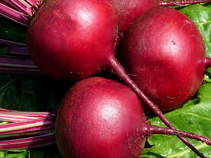 Столовая свекла