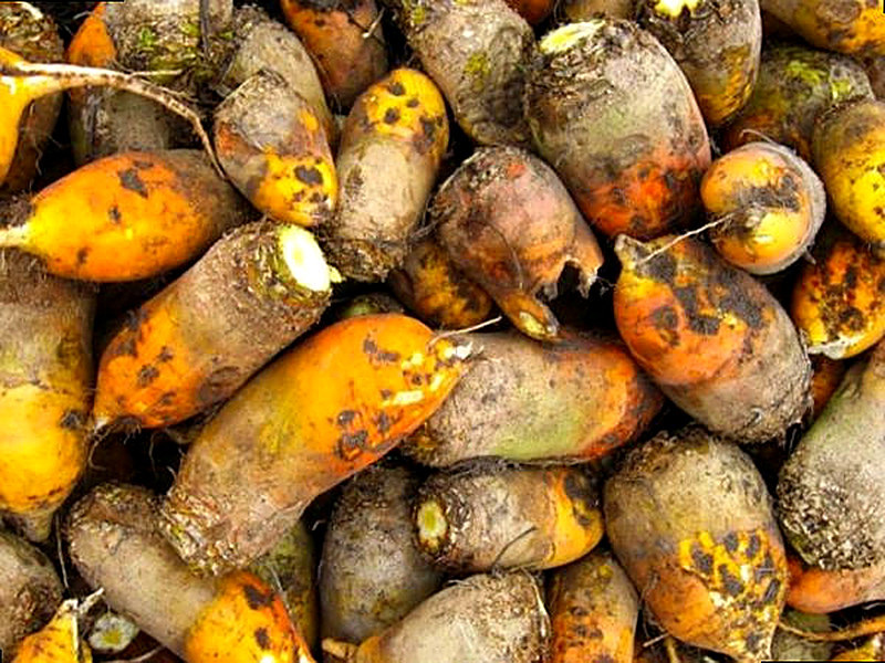 Свекла для животных