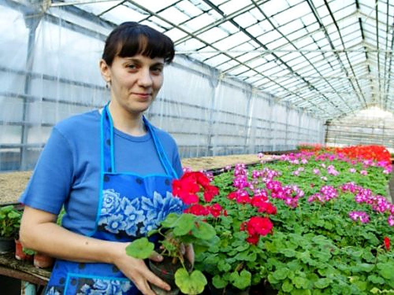 Теплица для черенков герани