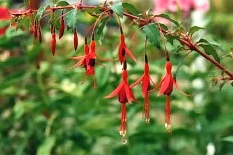 Тонкая Фуксия