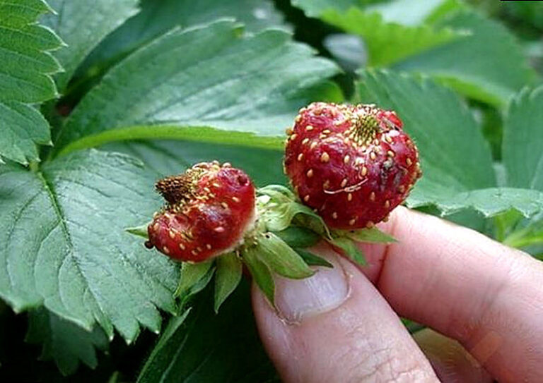 Вредители клубники фото и их лечение