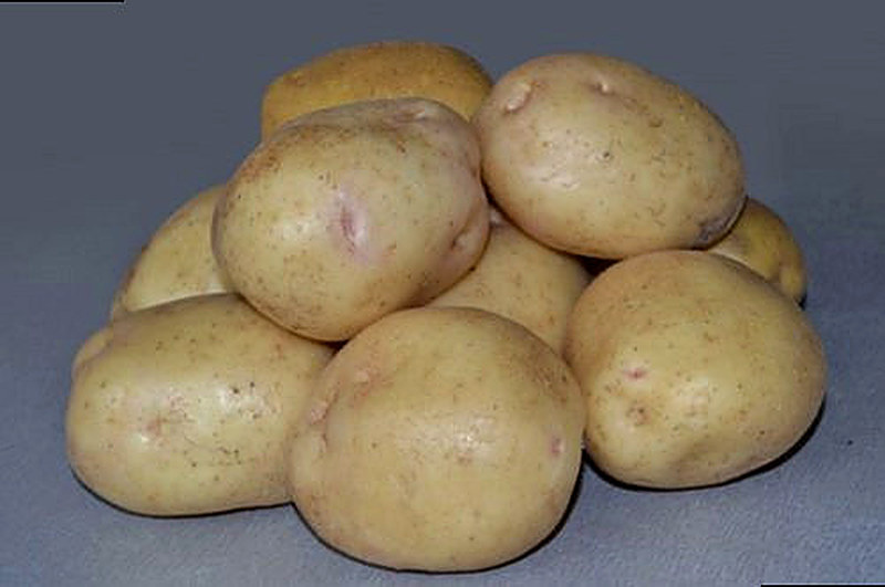 Сорт картофеля Невский