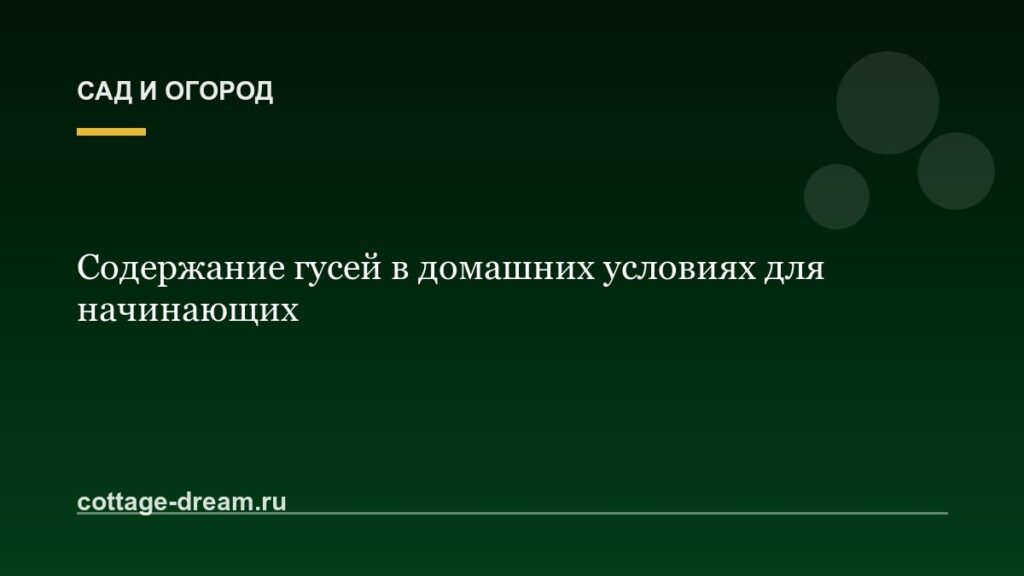 Содержание гусей в домашних условиях для начинающих