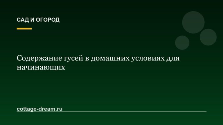 Содержание гусей в домашних условиях для начинающих