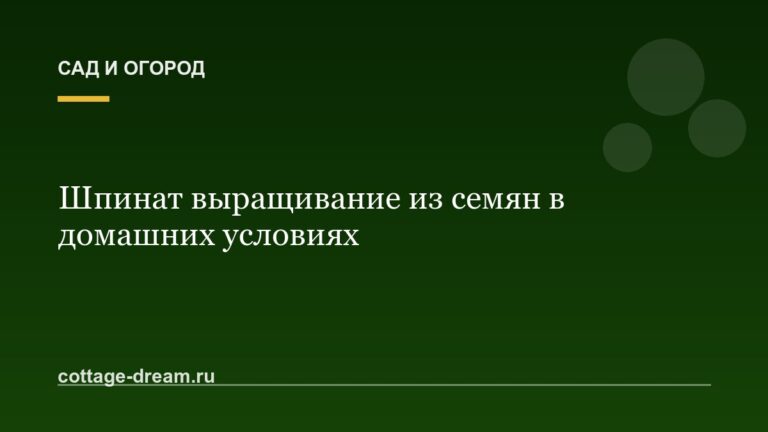 Шпинат выращивание из семян в домашних условиях