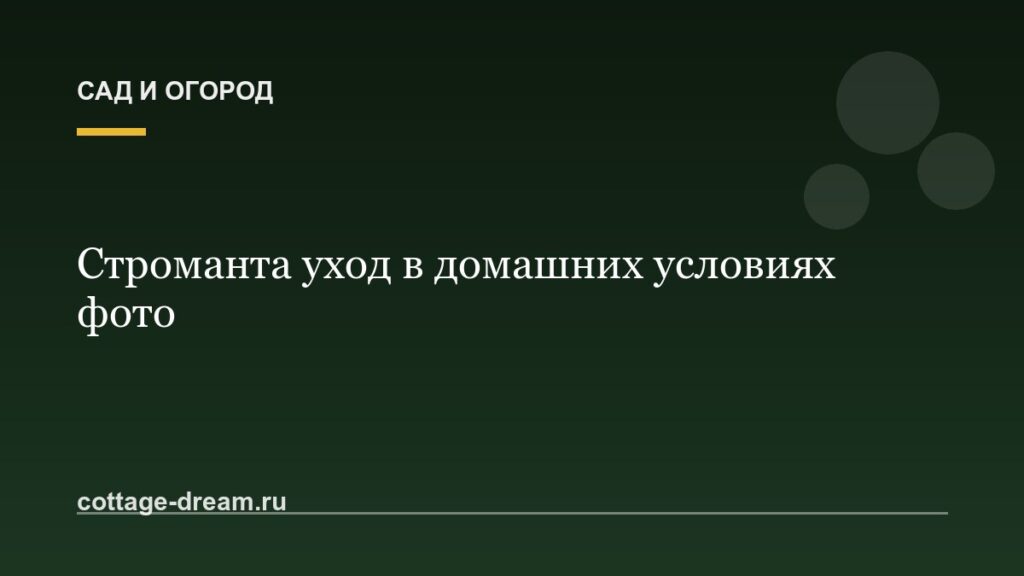 Строманта уход в домашних условиях фото