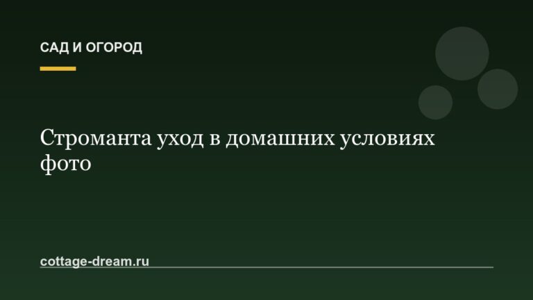 Строманта уход в домашних условиях фото