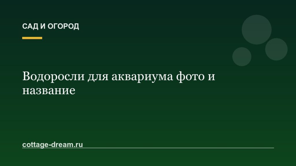 Водоросли для аквариума фото и название