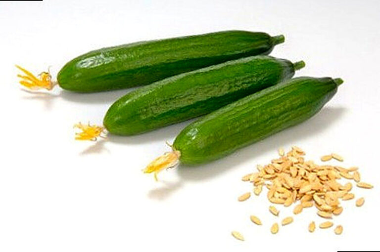 Семена огурцов сибирской селекции самые урожайные