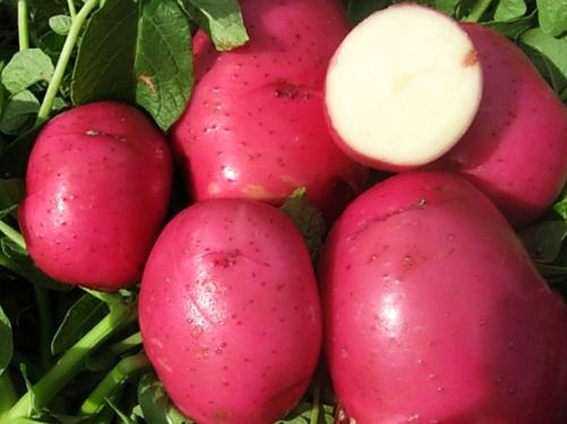 Сорт картофеля Ред Скарлетт