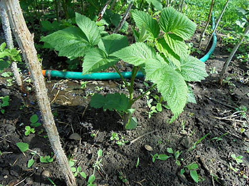 Выращивание малины 2