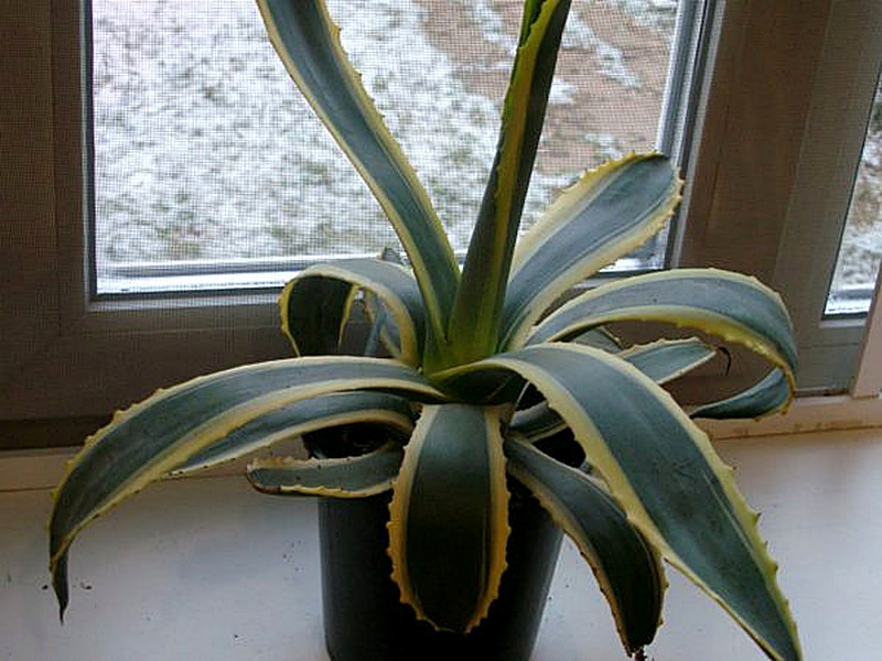 Агава американская