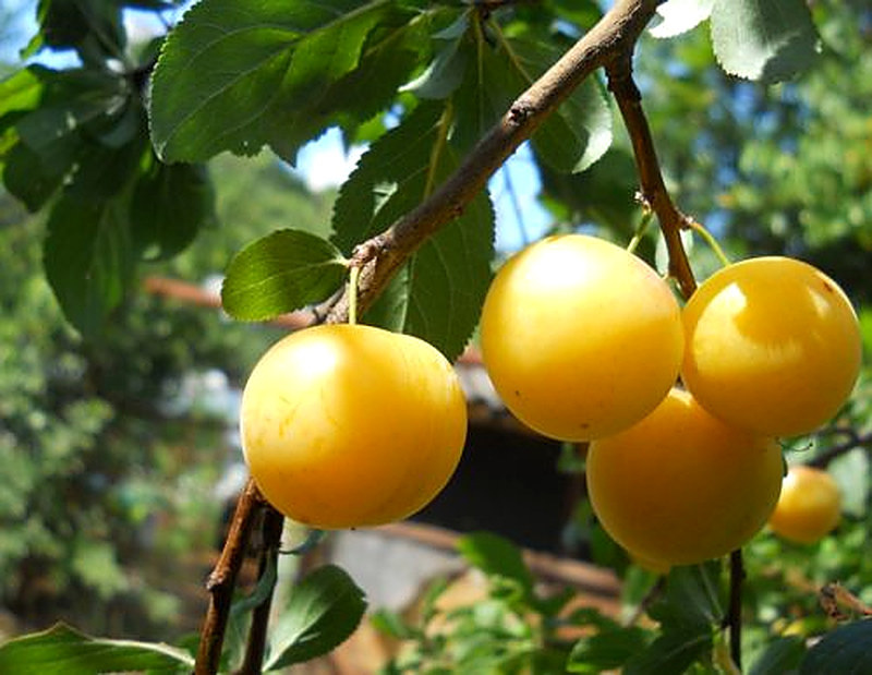 Алыча полезные свойства