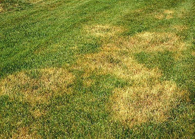 Болезни газона и их лечение