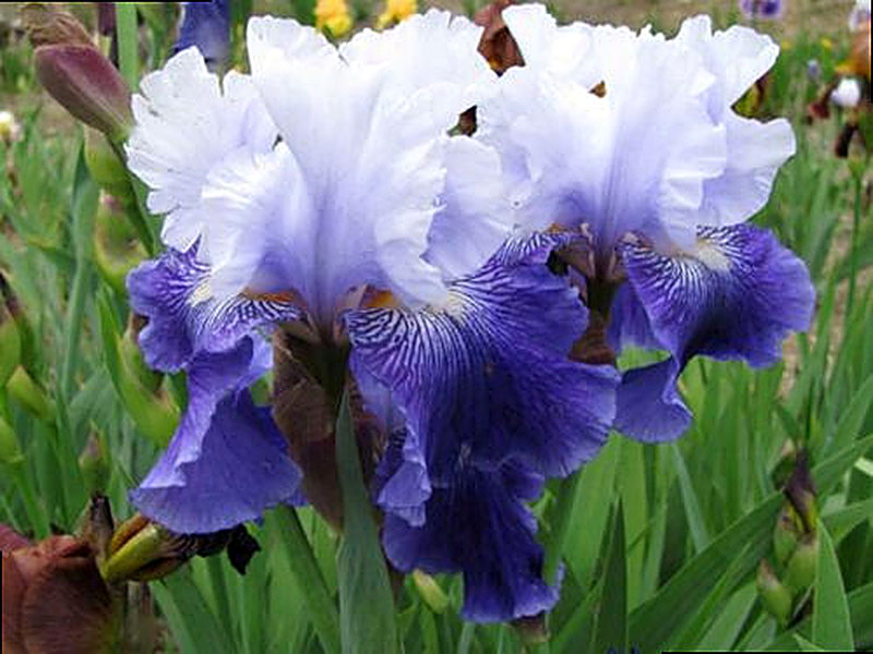 Бородатый ирис