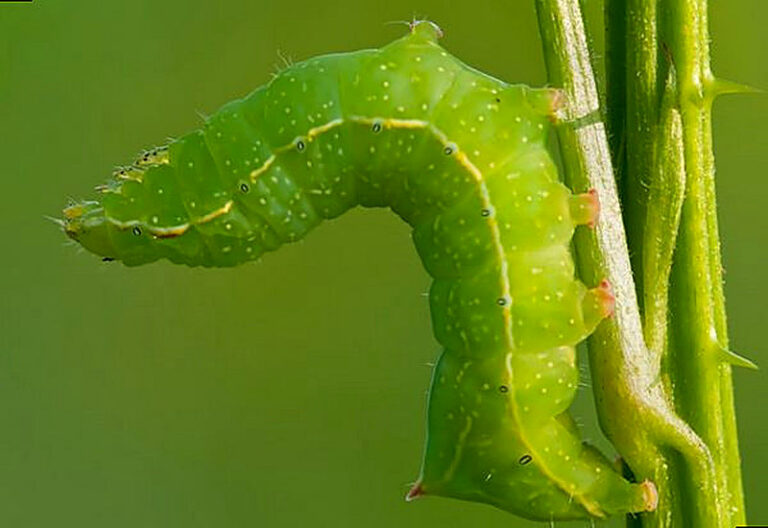 Чем обработать капусту от гусениц народными средствами