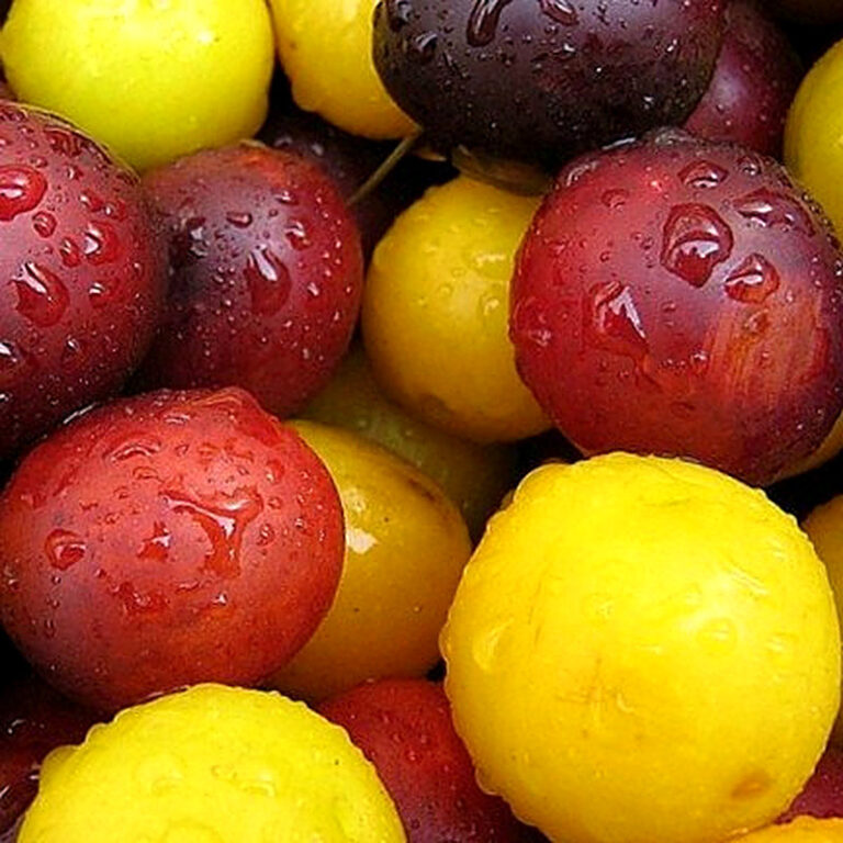 Чем отличается алыча от сливы