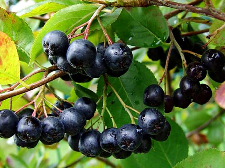 Черноплодная рябина выращивание и уход