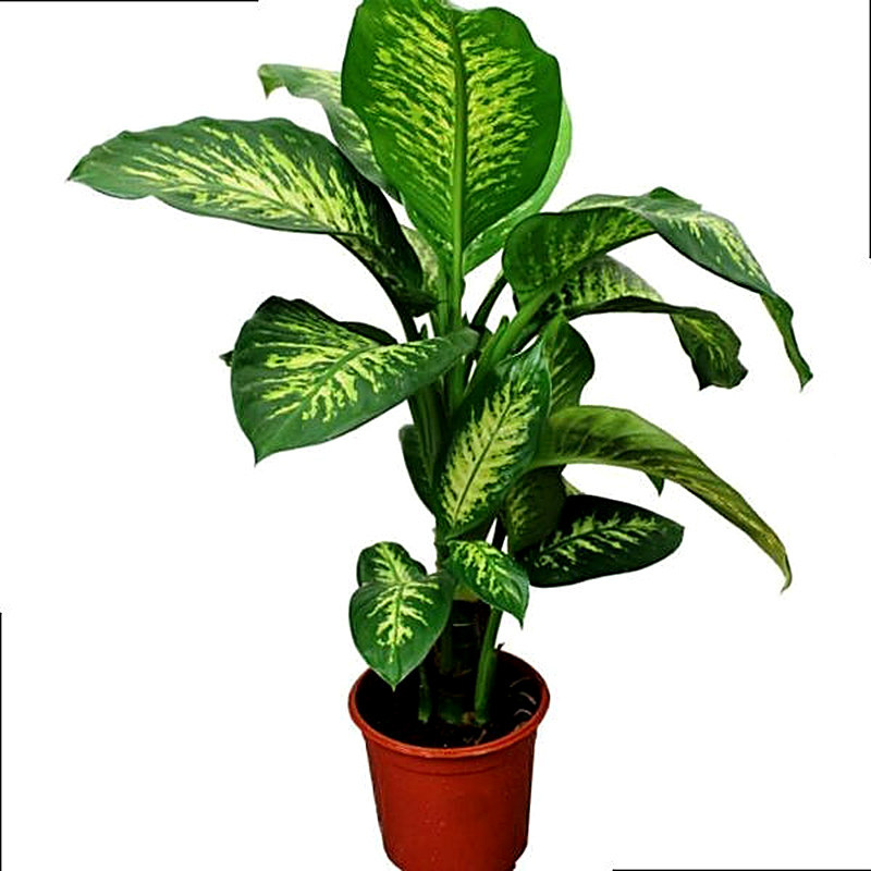 Диффенбахия