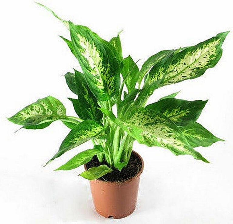 Диффенбахия уход в домашних условиях фото